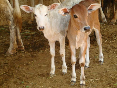 Read more about the article When we had Cows at the Ashram – 2 Dec 12