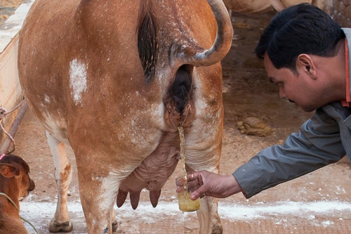 Belief can make you drink and eat Animals' Excrements - 8 Oct 15